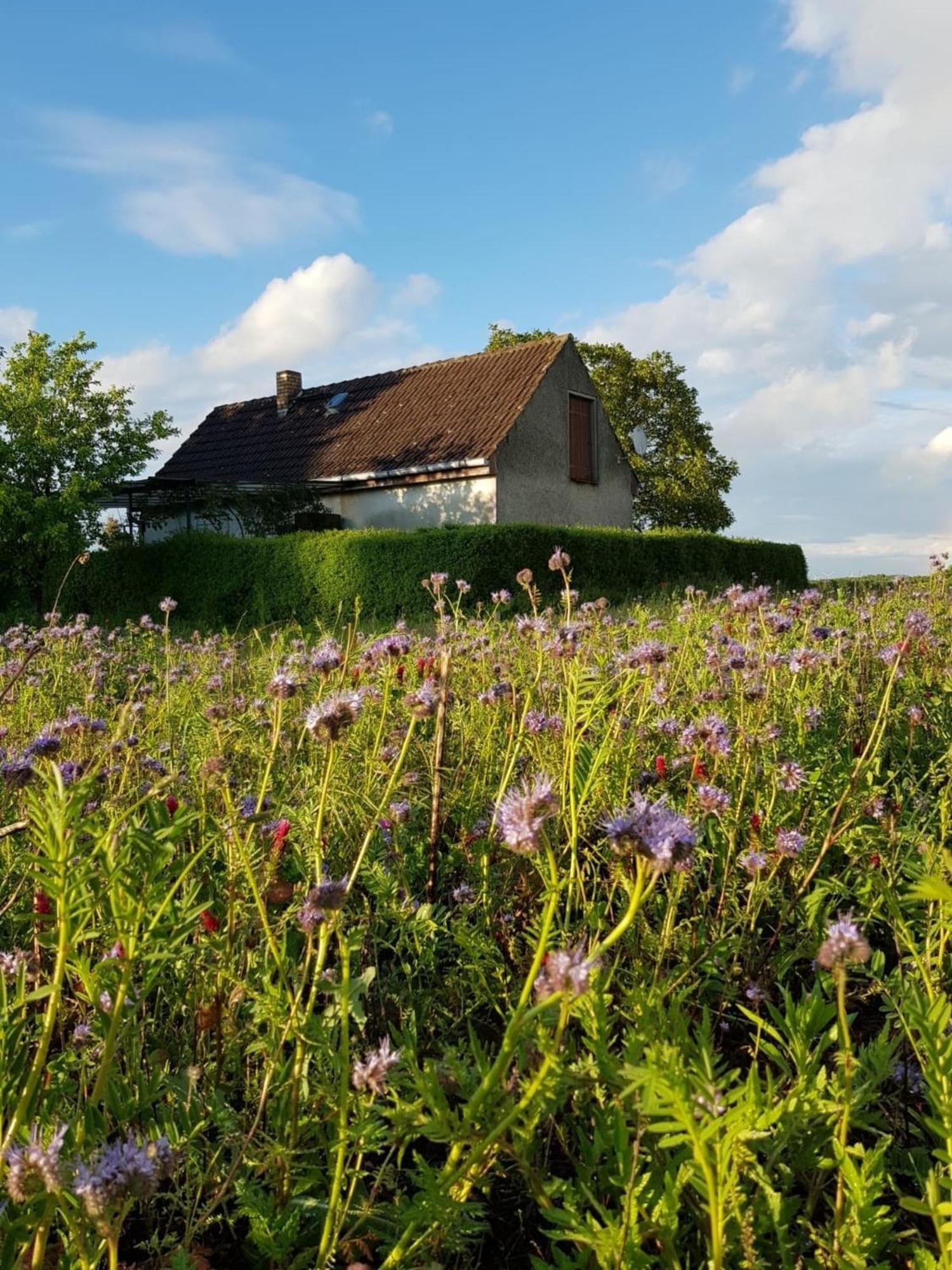 Ferienhaus Gransee Unmittelbar Am Stechlinsee - Radweg Zewnętrze zdjęcie